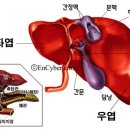 너무나 중요한 간! 이미지