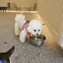 댕굴댕굴 반려견 유치원 네이버블로그