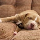 행복한 강아지 이미지