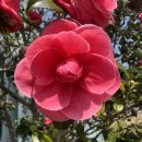 솔커피(SOLE COFFEE) | 제주애월카페 라떼맛집으로 소문난 제레미 커피 Jeremy coffee 내돈내산 솔직후기