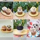 푸드포퍼피 이미지