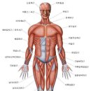 물리치료사 국가고시 기능해부학 요약 정리 - 1