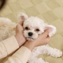 애견유치원&호텔 초댕학교 이미지