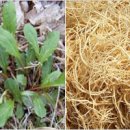 구강농장 이미지