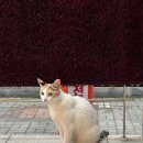 호천탕