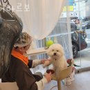아르보헤어 이미지