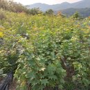 우산농원