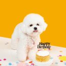 멍멍이와 야옹이 이미지