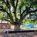 느티나무회관 이미지