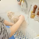 코코애견 | 양산애견미용 코코별 포메 곰돌이컷 후기