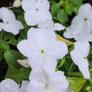 정인21 | 귀인을 만나는 사주 (정인, 편인, 인성다자, 무인성, 인다녀, 인다남)