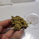 라룬크루아상 | (내돈내산) 동탄 두쫀쿠 추천 - 센트럴파크 카페 '라룬드파리' 솔직후기
