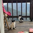 냥글냥글 | 냥글냥글 강원도 산장 여행(in 향초목원)