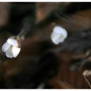 봄강아지 이미지