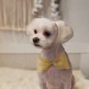 꽃보다개냥 이미지