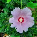 김진명 소설 ㅡ천년의 금서 이미지