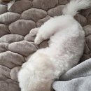 배넷 | 생후 3개월 비숑 배넷미용 후기｜또몽 1:1 미용이라 스트레스 없었어요