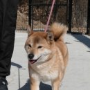 시바견 전문 가도켄넬 이미지