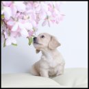 더독스 강아지분양 서울 이미지