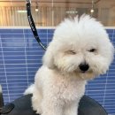 더 귀엽개 이미지