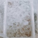 단홍 | 포항 하정 알찬수산 단홍게 홑게 내돈내산 택배후기