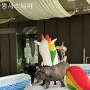뚱새스테이 | 경기도애견동반펜션 뚱새스테이 근교여행