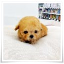 강아지나라 강아지분양 익산점 | 전주강아지분양 결정했어욧!