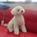 비비펫미용 이미지