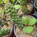 리치아이 이미지