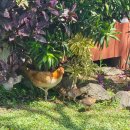 크리스컨테이너 | 하와이 「 쿠알로아랜치 」 UTV 랩터투어 🦖🦕 내돈내산 마이리얼트립 예약 방법 | 상세한 후기 및 꿀팁🍯