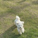 세하의집 | 광주 세하동 애견동반 대형 카페 밀밀 세하점