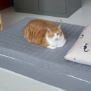식빵굽냥 이미지