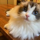 씨유 청주산남주공1단지 | 김관채 고양이탐정 후기 / 충북 청주시, 세종시 조치원, 서울시 양천구 목동, 고양시 일산서구, 서울시...