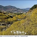 산수유 이미지