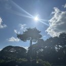 무심교옆 | 내돈내산! 서울근교 경기도 파주 벽초지수목원 데이트장소 추천 및 솔직후기