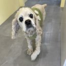 오부자로15 이미지