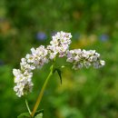 청대리막국수 이미지