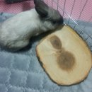 달나라 토끼농장 | 달나라토끼농장 / 토끼세상 건초 구매 후기 + 부탁드린 일본 간식