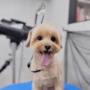 꿈꾸는 댕 이미지