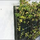선광집