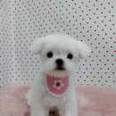 펫피파니 이미지