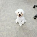 올웨이즈 반려견 미용실 이미지