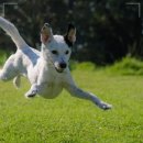 로얄동물암치료센터 이미지