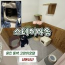 용인 동백 고양이호텔 스테이야옹 이삿날 호텔링 내돈내산 후기