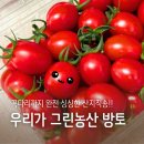 대추방울토마토 3kg 체험단 후기, 탱글하고 달콤해서 매일 먹기 좋은 방울토마토