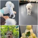 댕댕이 천국 대구애견카페 &#39;짜세프렌즈&#39; 방문 후기