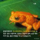 황금두꺼비
