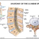 요추해부생리학 이미지