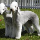 강아지가정부 이미지