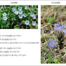 구슬붕이 이미지